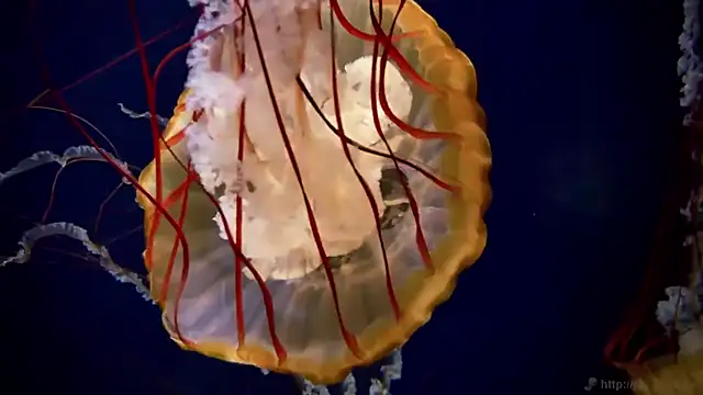 Snapshot of streamy_test11 chatting on 16, 3, 2026 streamy test11 online show from 16, 3, 2026