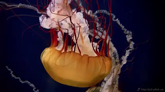 Snapshot of streamy_test11 chatting on 4, 2, 2026 streamy test11 online show from 4, 2, 2026