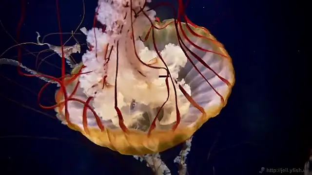 Snapshot of streamy_test11 chatting on 11, 11, 2025 streamy test11 online show from 11, 11, 2025