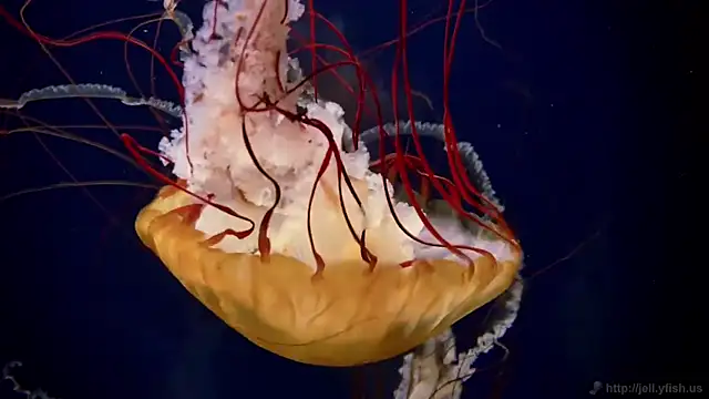 Snapshot of streamy_test11 chatting on 18, 12, 2025 streamy test11 online show from 18, 12, 2025