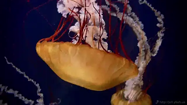 Snapshot of streamy_test11 chatting on 2, 3, 2026 streamy test11 online show from 2, 3, 2026