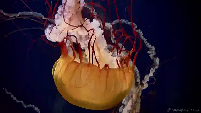 Snapshot of streamy_test11 chatting on 26, 2, 2025 streamy test11 online show from 26, 2, 2025