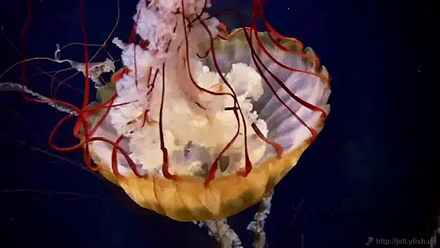 Snapshot of streamy_test11 chatting on 23, 1, 2025 streamy test11 online show from 23, 1, 2025