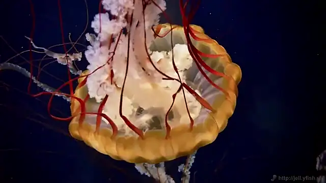 Snapshot of streamy_test11 chatting on 14, 3, 2025 streamy test11 online show from 14, 3, 2025