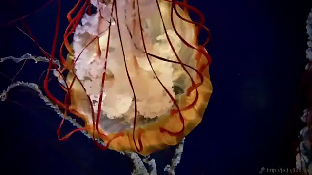 Snapshot of streamy_test11 chatting on 23, 9, 2025 streamy test11 online show from 23, 9, 2025