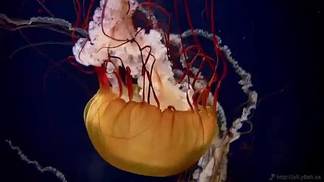 Snapshot of streamy_test11 chatting on 6, 12, 2024 streamy test11 online show from 6, 12, 2024