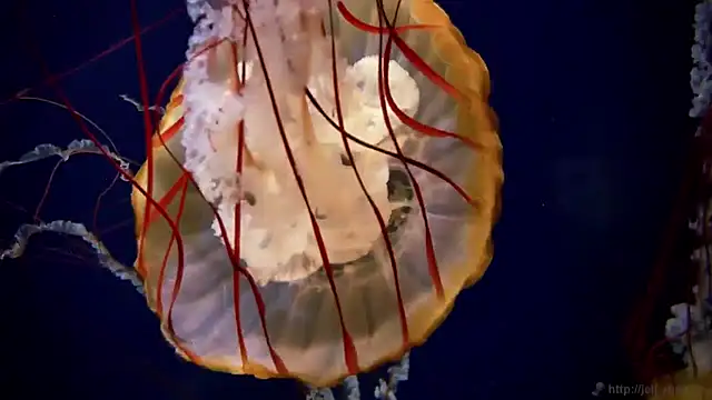 Snapshot of streamy_test11 chatting on 30, 1, 2025 streamy test11 online show from 30, 1, 2025