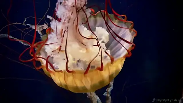 Snapshot of streamy_test11 chatting on 2, 12, 2025 streamy test11 online show from 2, 12, 2025