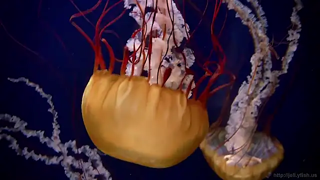 Snapshot of streamy_test11 chatting on 26, 2, 2026 streamy test11 online show from 26, 2, 2026