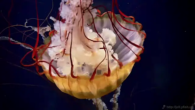 Snapshot of streamy_test11 chatting on 7, 4, 2026 streamy test11 online show from 7, 4, 2026