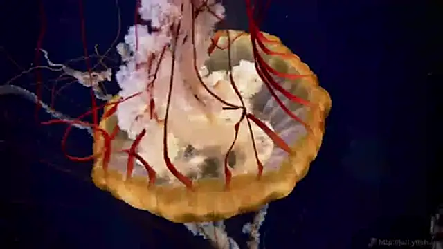 Snapshot of streamy_test11 chatting on 16, 4, 2026 streamy test11 online show from 16, 4, 2026