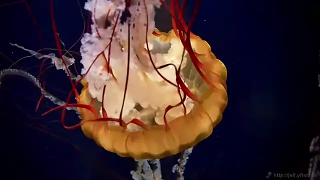 Snapshot of streamy_test11 chatting on 30, 3, 2026 streamy test11 online show from 30, 3, 2026