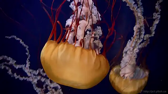 Snapshot of streamy_test11 chatting on 24, 9, 2025 streamy test11 online show from 24, 9, 2025