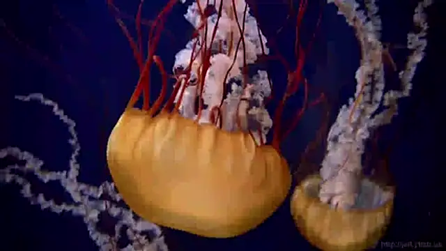 Snapshot of streamy_test11 chatting on 31, 3, 2026 streamy test11 online show from 31, 3, 2026