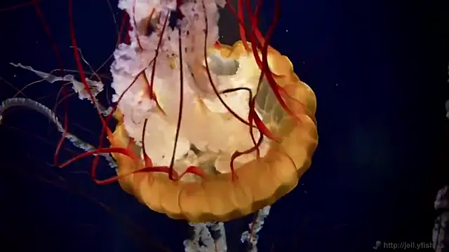 Snapshot of streamy_test11 chatting on 31, 1, 2025 streamy test11 online show from 31, 1, 2025