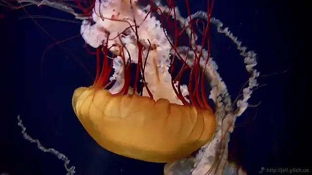 Snapshot of streamy_test11 chatting on 27, 11, 2025 streamy test11 online show from 27, 11, 2025