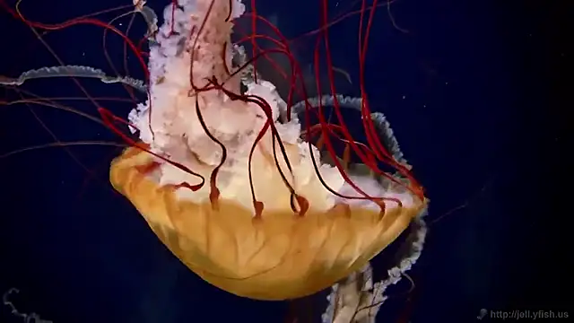 Snapshot of streamy_test11 chatting on 14, 1, 2026 streamy test11 online show from 14, 1, 2026