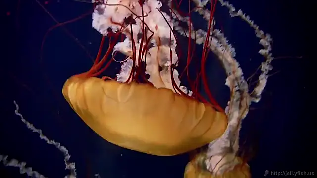 Snapshot of streamy_test11 chatting on 10, 11, 2025 streamy test11 online show from 10, 11, 2025