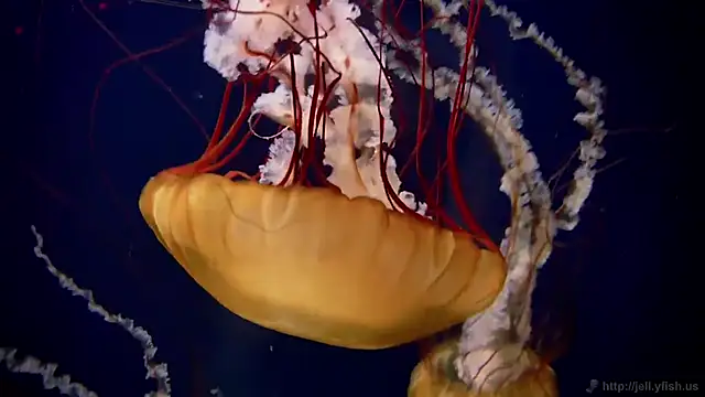 Snapshot of streamy_test11 chatting on 18, 3, 2026 streamy test11 online show from 18, 3, 2026