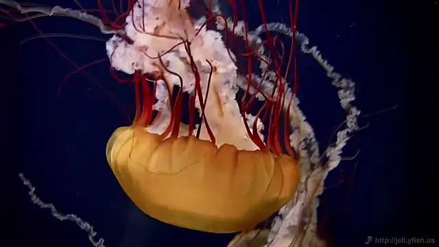 Snapshot of streamy_test11 chatting on 27, 3, 2026 streamy test11 online show from 27, 3, 2026