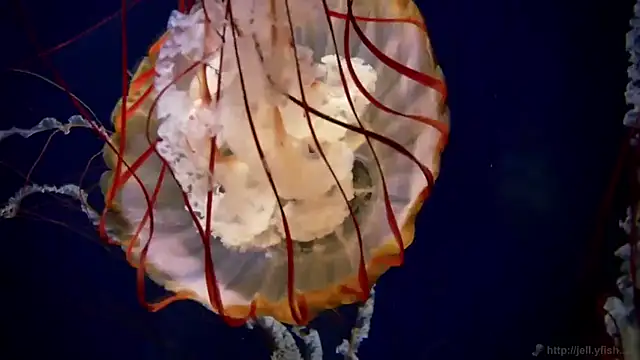 Snapshot of streamy_test11 chatting on 21, 10, 2025 streamy test11 online show from 21, 10, 2025