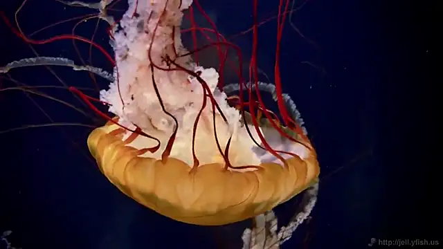 Snapshot of streamy_test11 chatting on 28, 11, 2025 streamy test11 online show from 28, 11, 2025