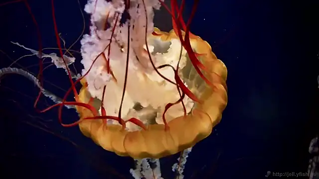 Snapshot of streamy_test11 chatting on 22, 10, 2025 streamy test11 online show from 22, 10, 2025