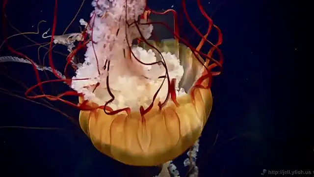 Snapshot of streamy_test11 chatting on 9, 3, 2026 streamy test11 online show from 9, 3, 2026