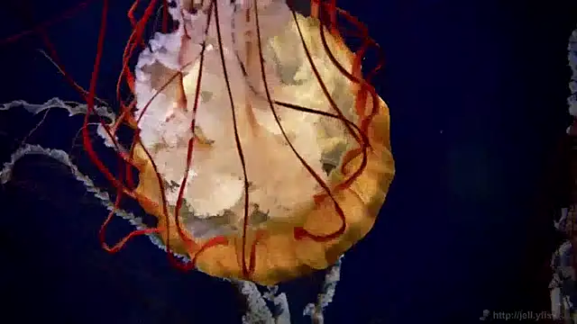 streamy test12 online show from 11, 12, 2024