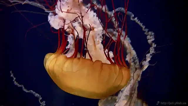 streamy test12 online show from 2, 10, 2025