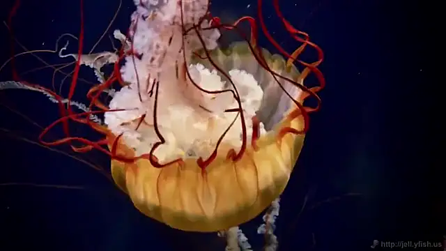 streamy test12 online show from 27, 2, 2025