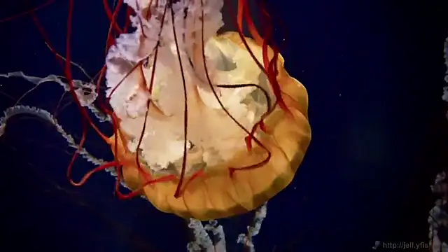 streamy test12 online show from 31, 10, 2025