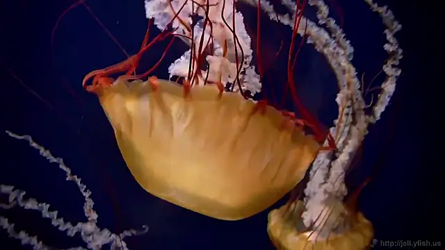 streamy test12 online show from 18, 2, 2026