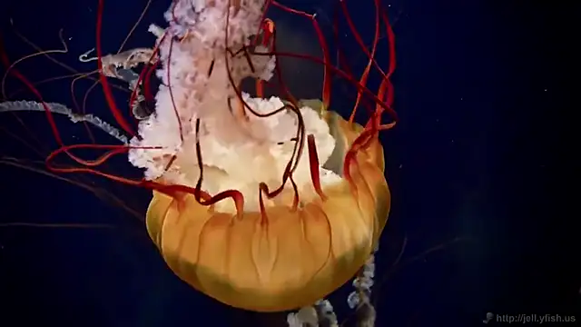 streamy test12 online show from 27, 10, 2025