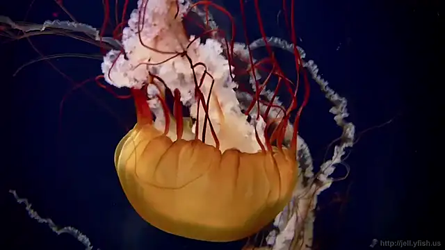 streamy test12 online show from 12, 2, 2026