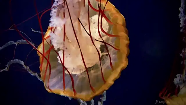 streamy test12 online show from 26, 9, 2025