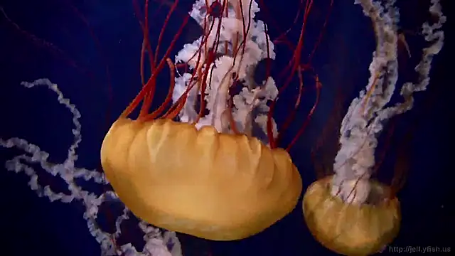 streamy test12 online show from 18, 3, 2025