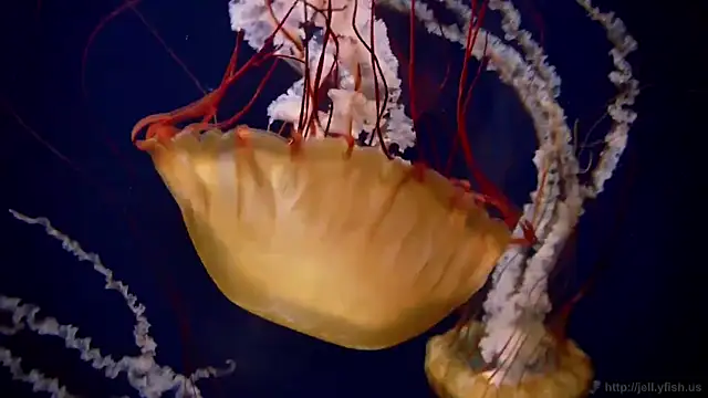 streamy test12 online show from 21, 10, 2025