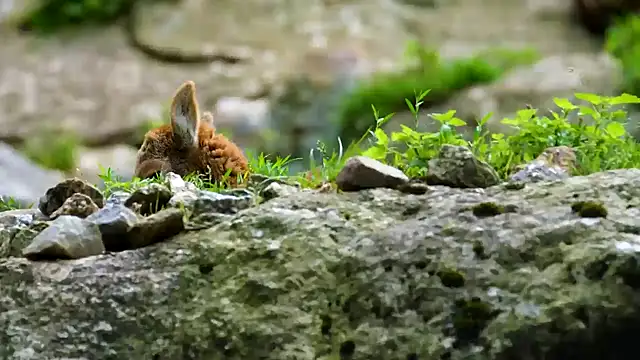 streamy test12 online show from 23, 9, 2025