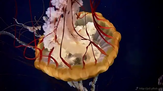 streamy test12 online show from 14, 3, 2025