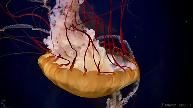 streamy test12 online show from 16, 1, 2026