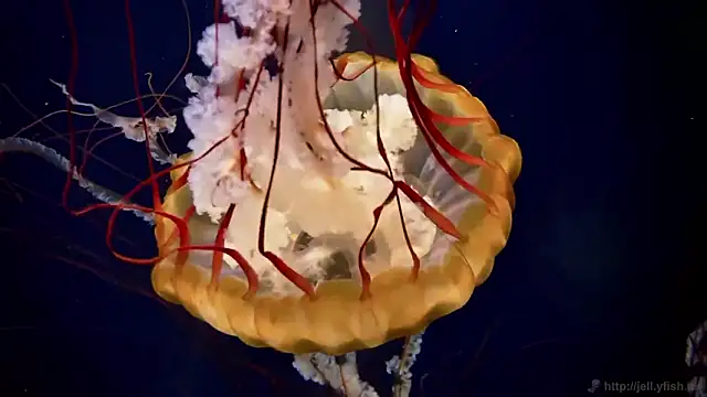 streamy test12 online show from 11, 2, 2026