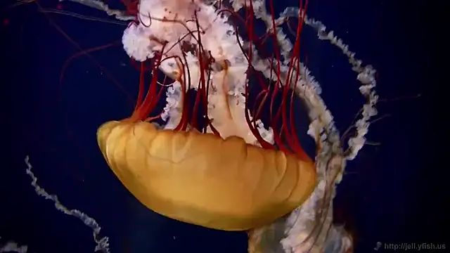 Snapshot of streamy_test15 chatting on 25, 2, 2025 streamy test15 online show from 25, 2, 2025