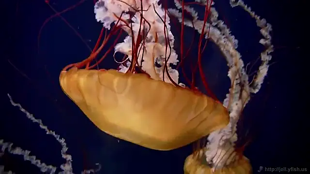 Snapshot of streamy_test15 chatting on 15, 9, 2025 streamy test15 online show from 15, 9, 2025