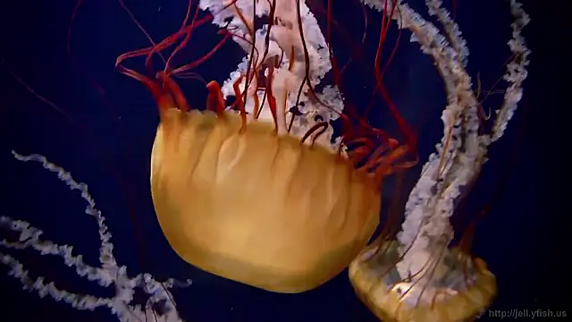 Snapshot of streamy_test15 chatting on 10, 2, 2026 streamy test15 online show from 10, 2, 2026