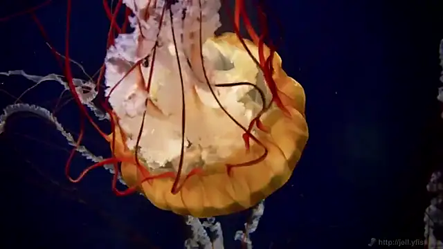 Snapshot of streamy_test15 chatting on 21, 3, 2025 streamy test15 online show from 21, 3, 2025