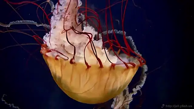 Snapshot of streamy_test15 chatting on 15, 1, 2026 streamy test15 online show from 15, 1, 2026