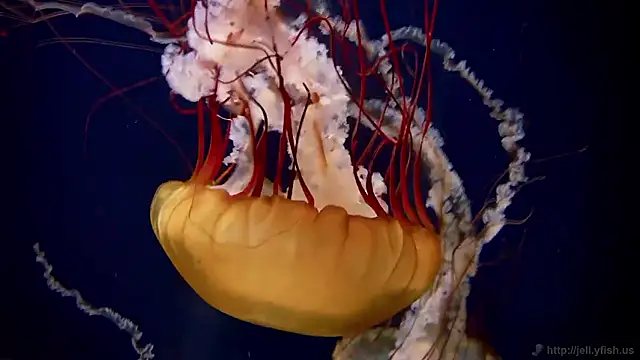 Snapshot of streamy_test15 chatting on 2, 3, 2026 streamy test15 online show from 2, 3, 2026