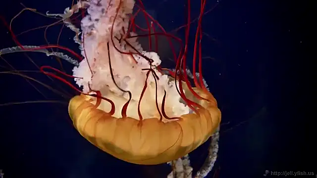 Snapshot of streamy_test15 chatting on 14, 3, 2025 streamy test15 online show from 14, 3, 2025