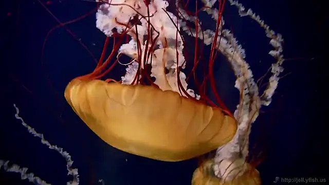 Snapshot of streamy_test15 chatting on 14, 1, 2026 streamy test15 online show from 14, 1, 2026